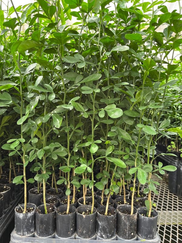 C-35 Citrus Rootstock Seedling