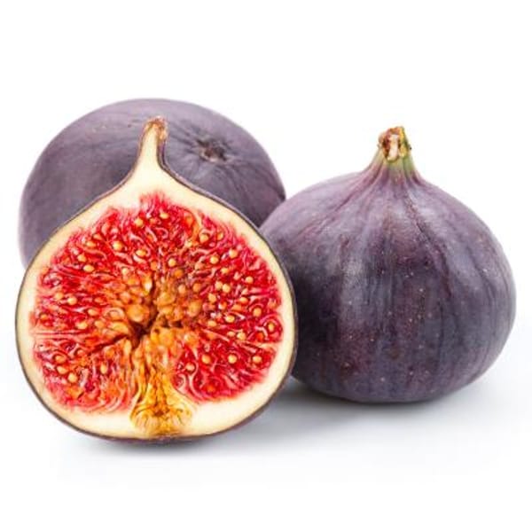 Chicago Hardy Fig Tree