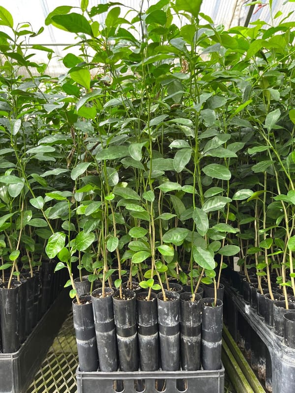 Citrus Macrophylla Rootstock Seedling