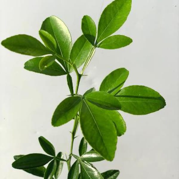 Flying Dragon Citrus Rootstock