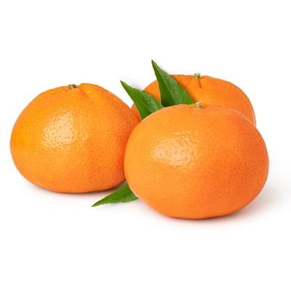 Clementine / De Nules Semi-Dwarf Mandarin Tree