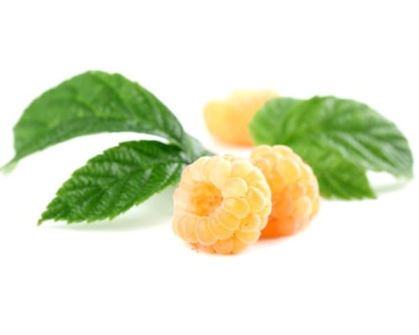 Fall Gold Raspberry Bush