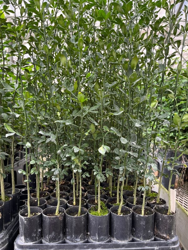 Flying Dragon Citrus Rootstock Seedling