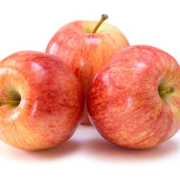 Gala Apple Tree