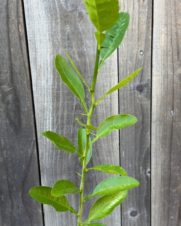Citrus Macrophylla Rootstock Seedling