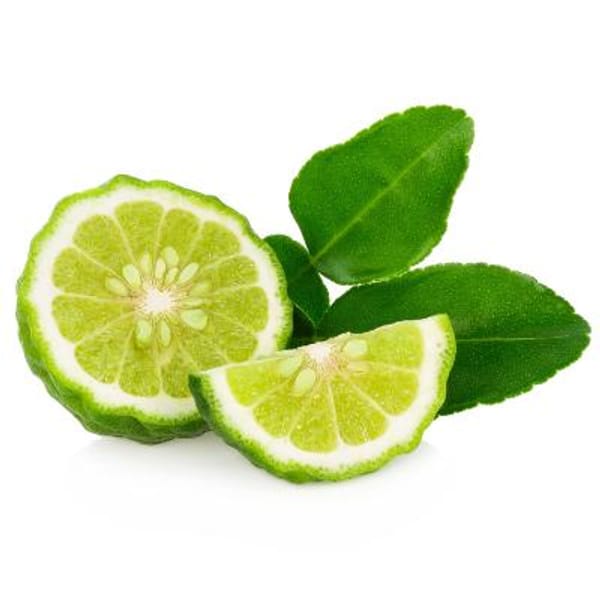 Makrut (Kieffer/Kaffir) Thai Semi-Dwarf Lime Tree