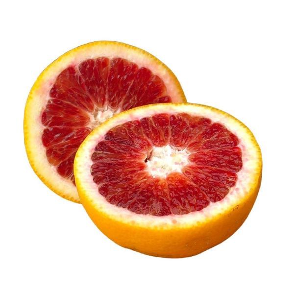 Moro Blood Semi-Dwarf Orange Tree