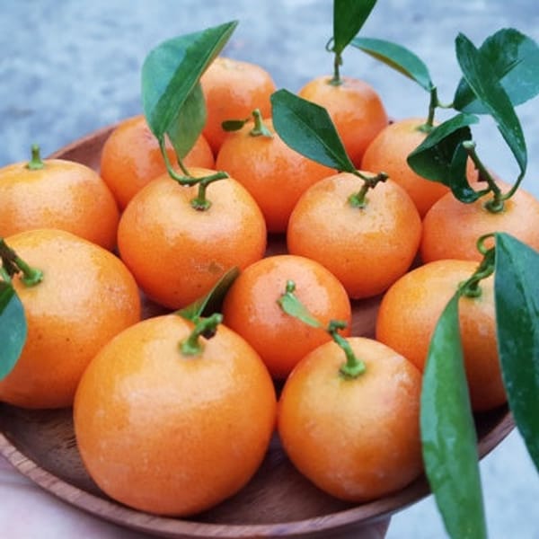 Nippon Orangequat Semi-Dwarf Tree