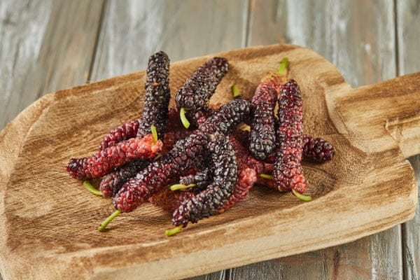 Pakistan Mulberry Tree