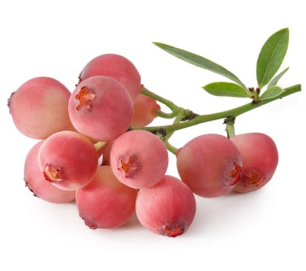 Pink Lemonade Blueberry Bush