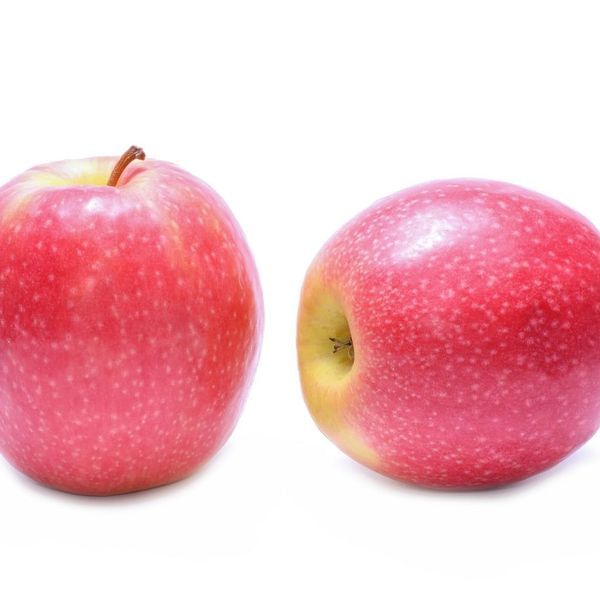 PINK LADY® Apple Tree