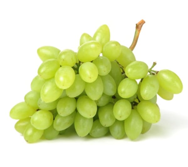 Princess Seedless Table Grape Vine