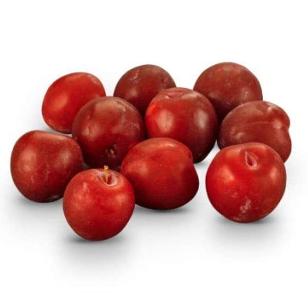 Santa Rosa Plum Tree