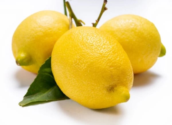 Santa Teresa Femminello Semi-Dwarf Lemon Tree