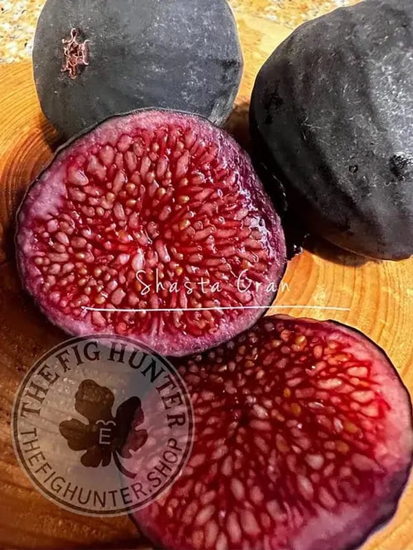 Shasta Cranberry Fig Tree