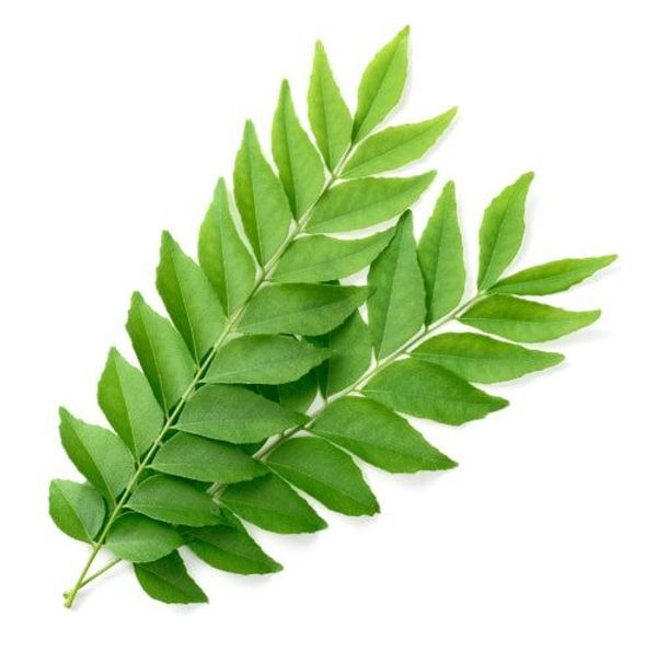 Curry Leaf Tree (Murraya koenigii)