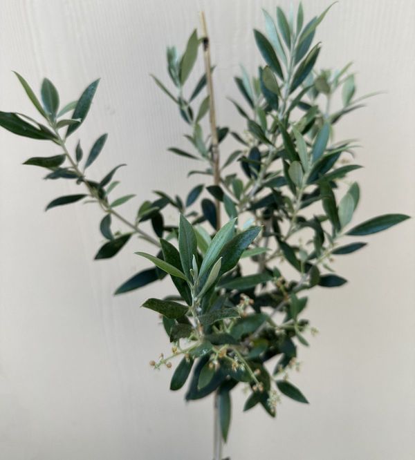 Skylark Olive Tree