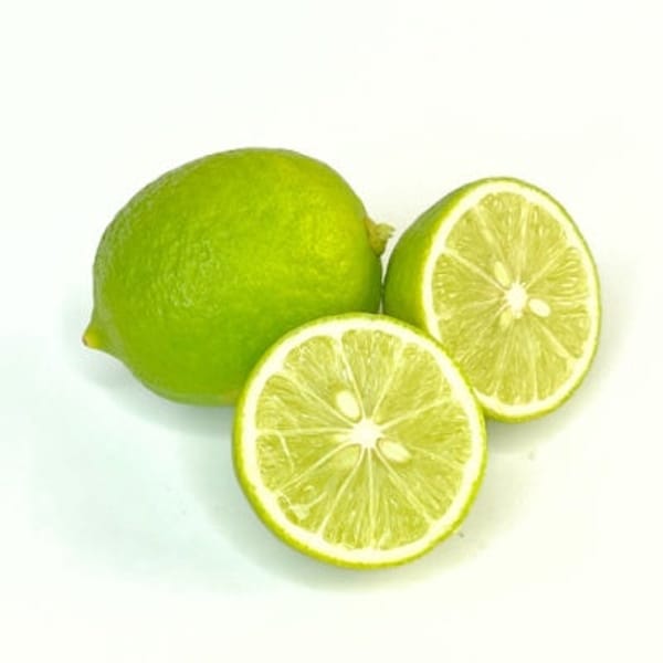 Mexican Thornless Semi-Dwarf Lime Tree