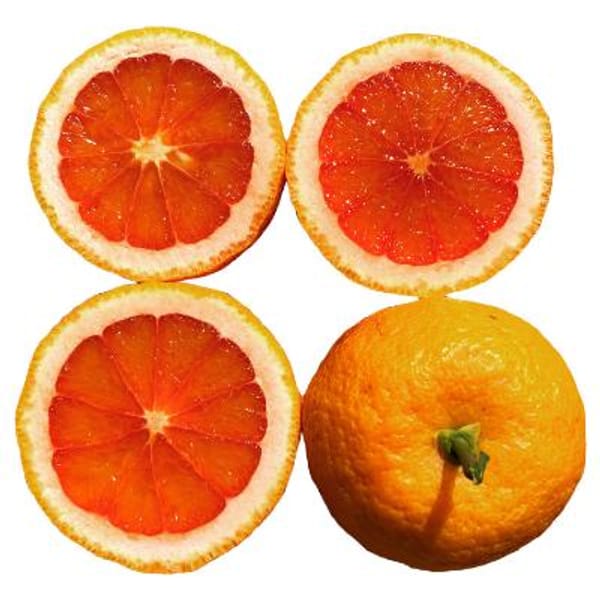 Vaniglia Sanguigno Blood Semi-Dwarf Orange Tree
