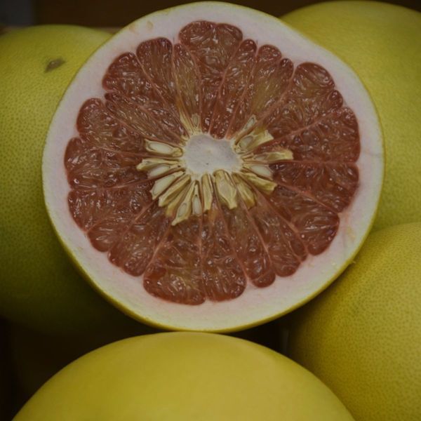 Chandler Pummelo Semi-Dwarf Grapefruit Tree