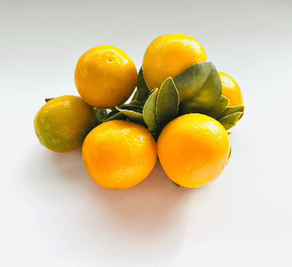 Fukushu Semi-Dwarf Kumquat Tree