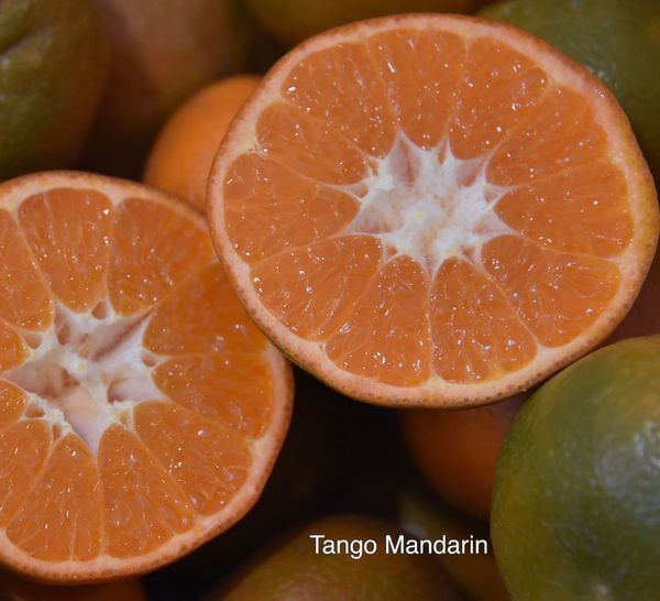 Tango Semi-Dwarf Mandarin Tree (Patented)