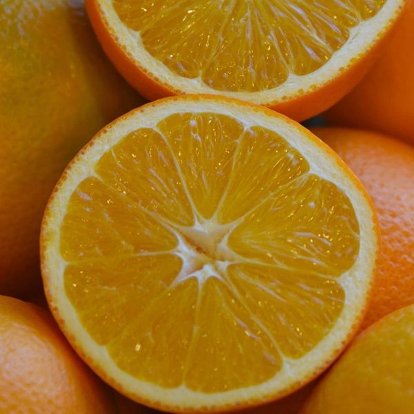 Trovita Sweet  Semi-Dwarf Orange Tree