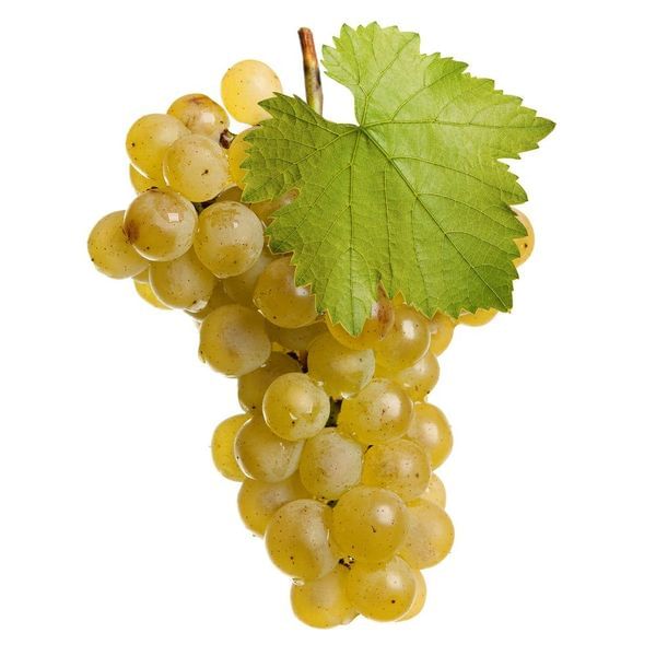 Chardonnay Wine Grape Vine