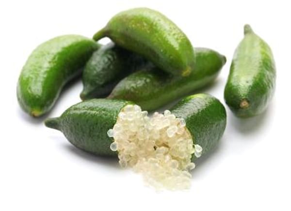 Australian Finger Lime Semi-Dwarf Tree