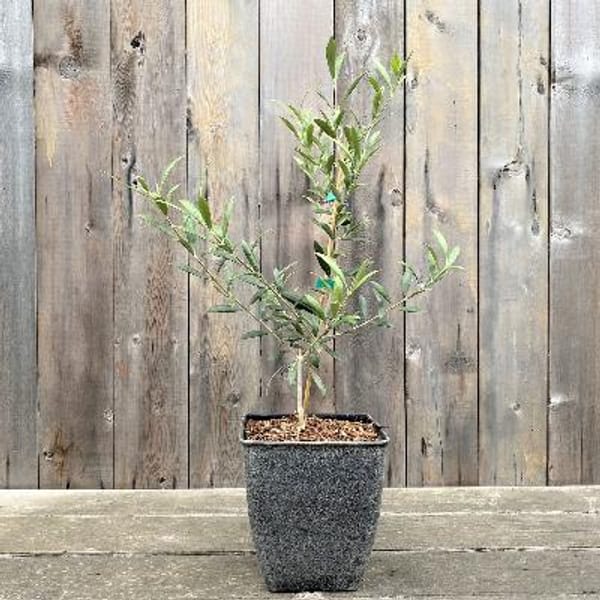Decorative Arbequina Olive Tree