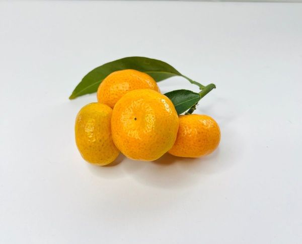 Kishu Semi-Dwarf Mandarin Tree