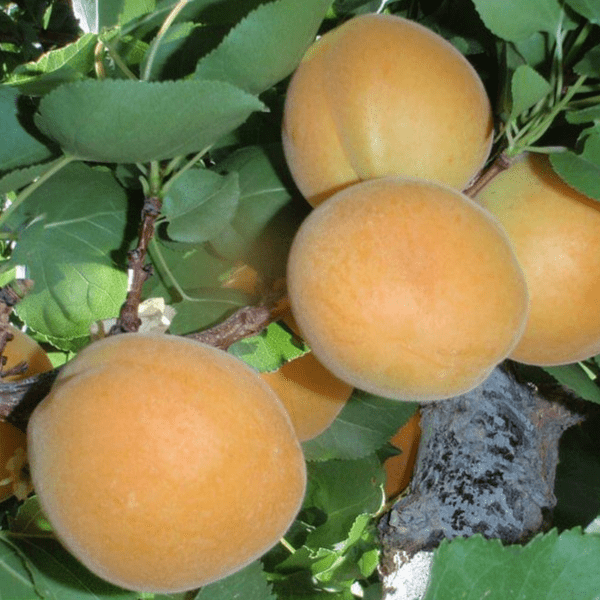 Moorpark Apricot Tree