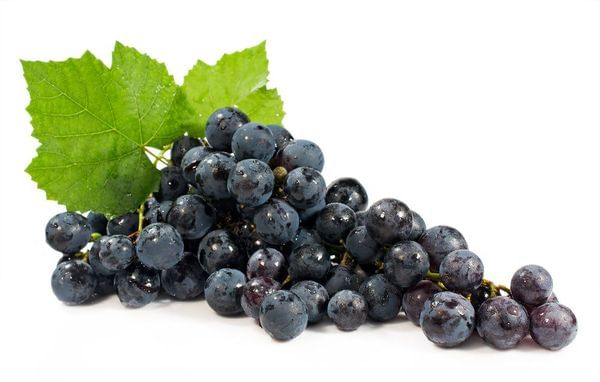 Pinot Wine Grape Vine