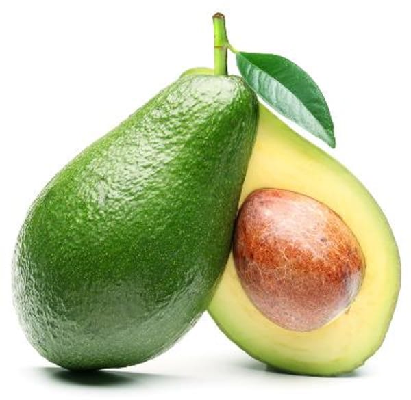 Holiday Avocado Tree