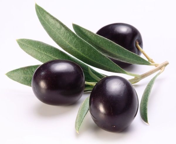 Sevillano Olive Tree