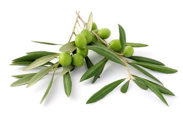 Ascolana Olive Tree