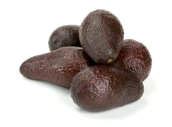 Mexicola Grande Avocado Tree