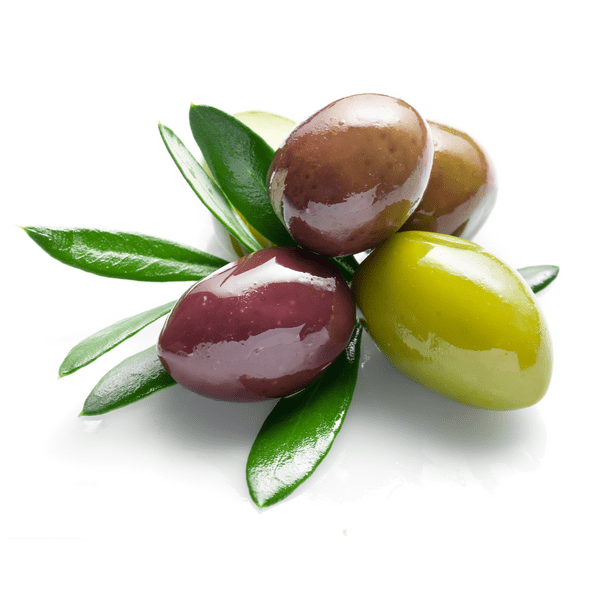 Taggiasca Olive Tree
