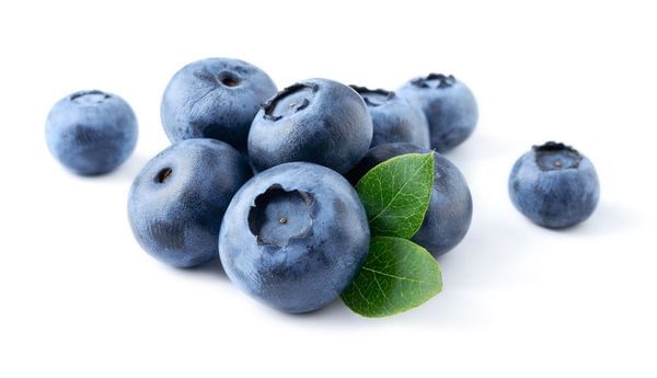 Southmoon Blueberry Bush