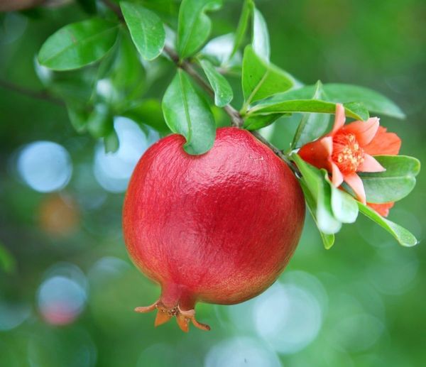 A.C. Sweet Pomegranate Tree