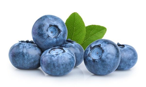 Jewel Blueberry Bush