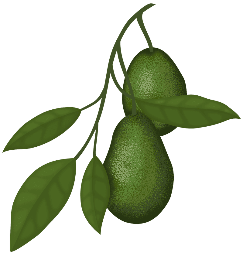 Browse Our Citrus Fruit Trees