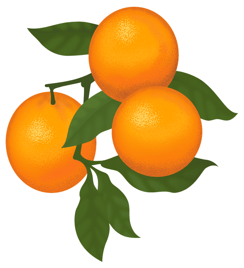 ON SALE NOW Citrus Fruit Trees