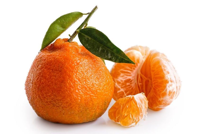 Owari satsuma mandarin orange fruit tree