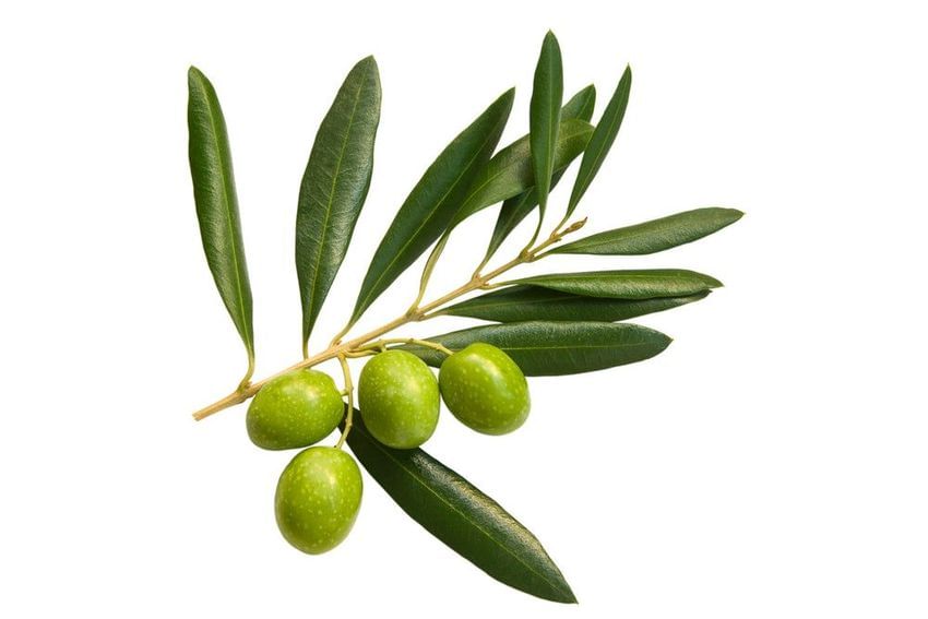 Couleur des fruits de l'olivier Arbequina