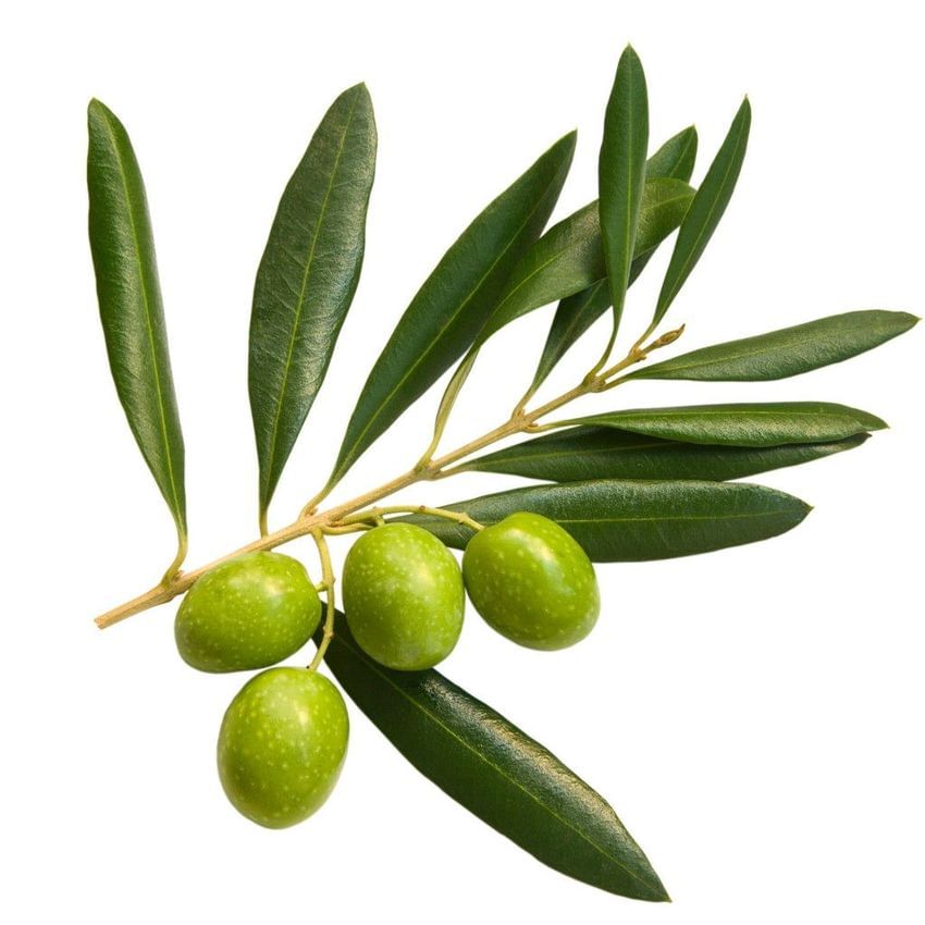 Are Olive Trees Right For Your Yard?