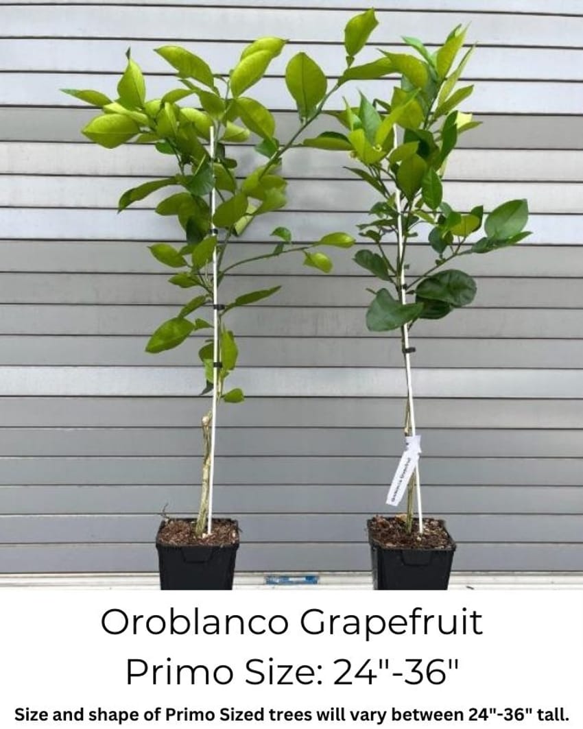 Oroblanco Tree, Height 24