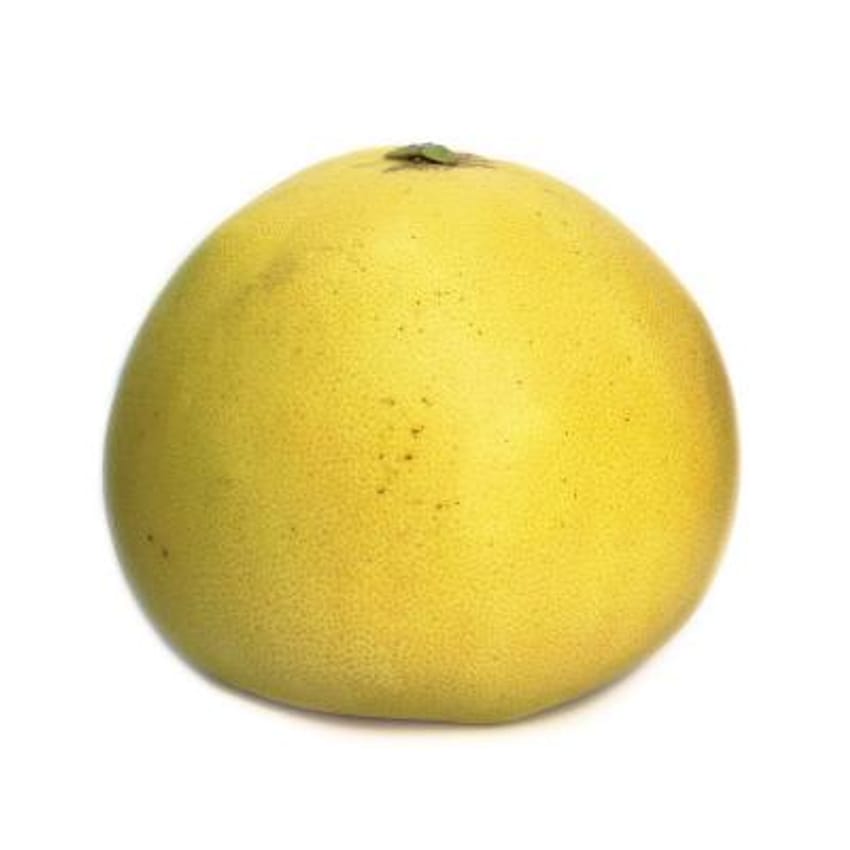 Chandler Pummelo Semi-Dwarf Grapefruit Tree