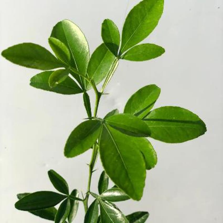 C35 Citrus Rootstock