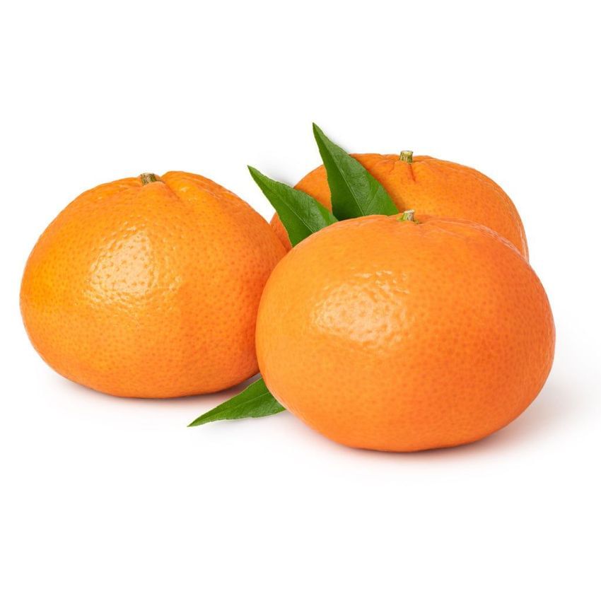 Clementine Tree Mandarin Semi-Dwarf Algerian /